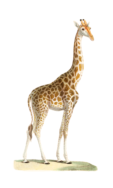 Giraffenbild